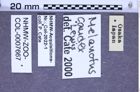 Etikette zu Melanotus caudex (Lewis, 1879) (NHMW-ZOO-COL-0007667)